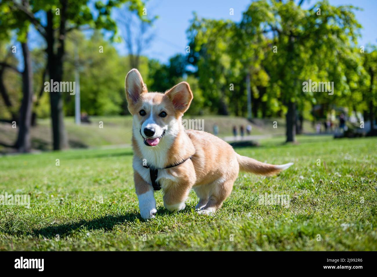 Welsh corgi pembroke on lawn hi-res stock photography and images - Alamy