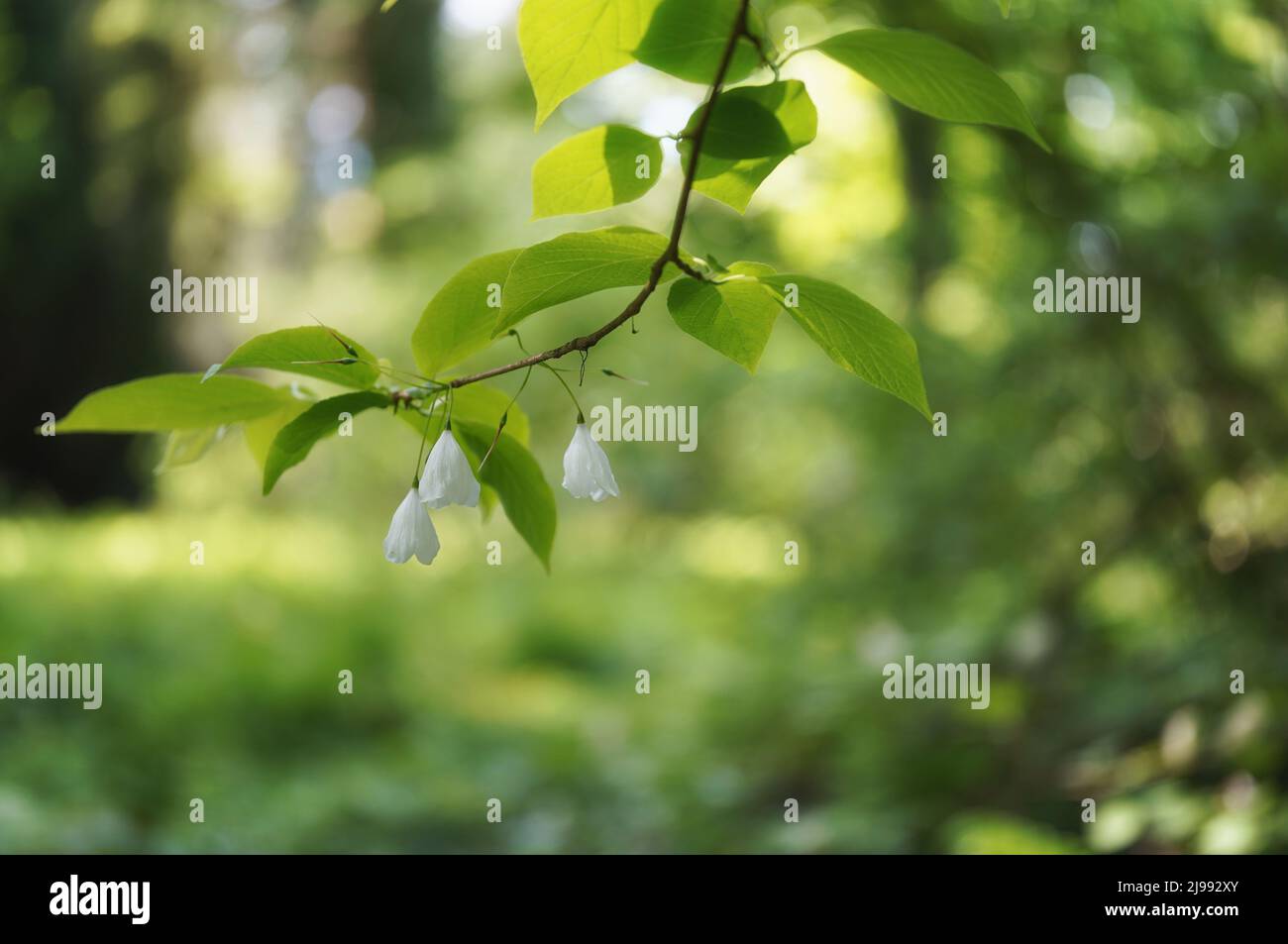 Common silverbell, halesia tetraptera, white flowers and fresh leaves on forest background, blurred background, bokeh, copy space Stock Photo