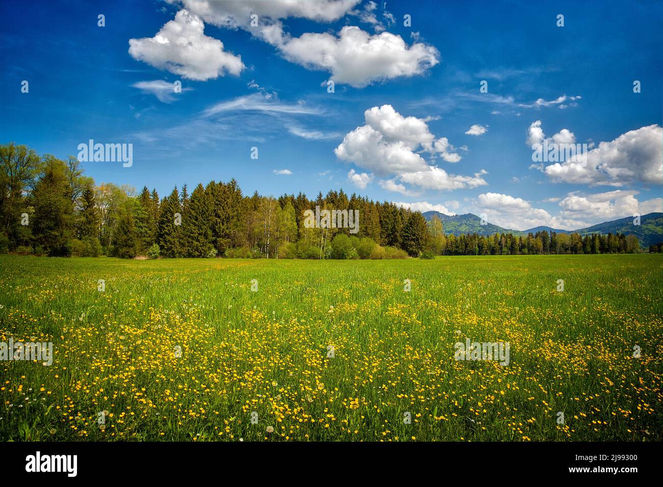 DE -BAVARIA: Springtime in the Loisach Moor near Bichl, Oberbayern Germany Stock Photo