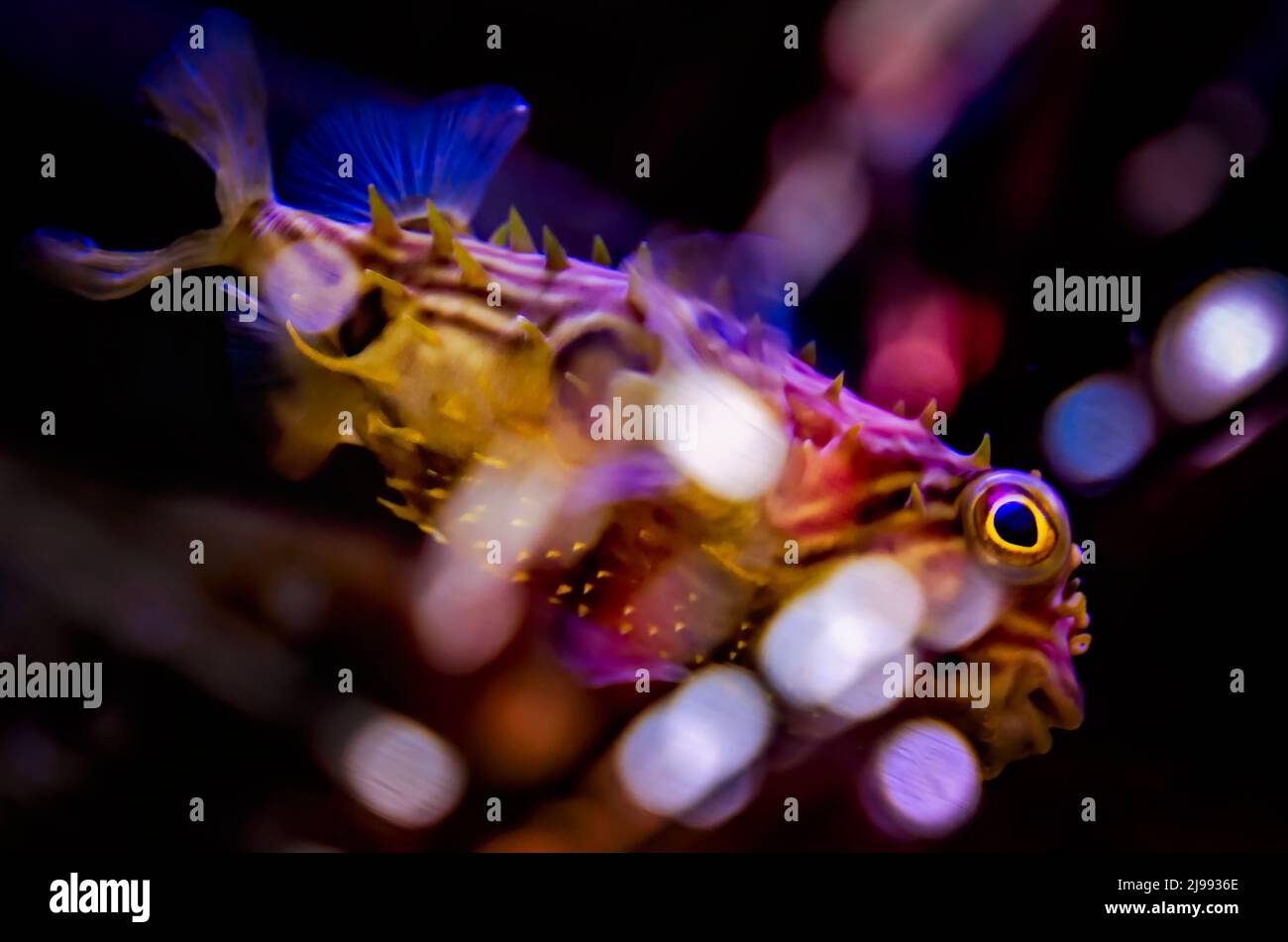 A striped burrfish (Chilomycterus schoepfi) swims in an aquarium at Dauphin Island Sea Lab and Estuarium, June 29, 2021, in Dauphin Island, Alabama. Stock Photo