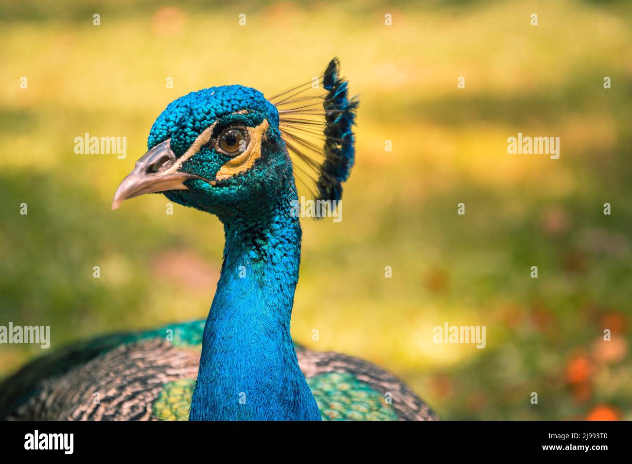 Peacock is one of the most beautiful and elegant birds Stock Photo Alamy