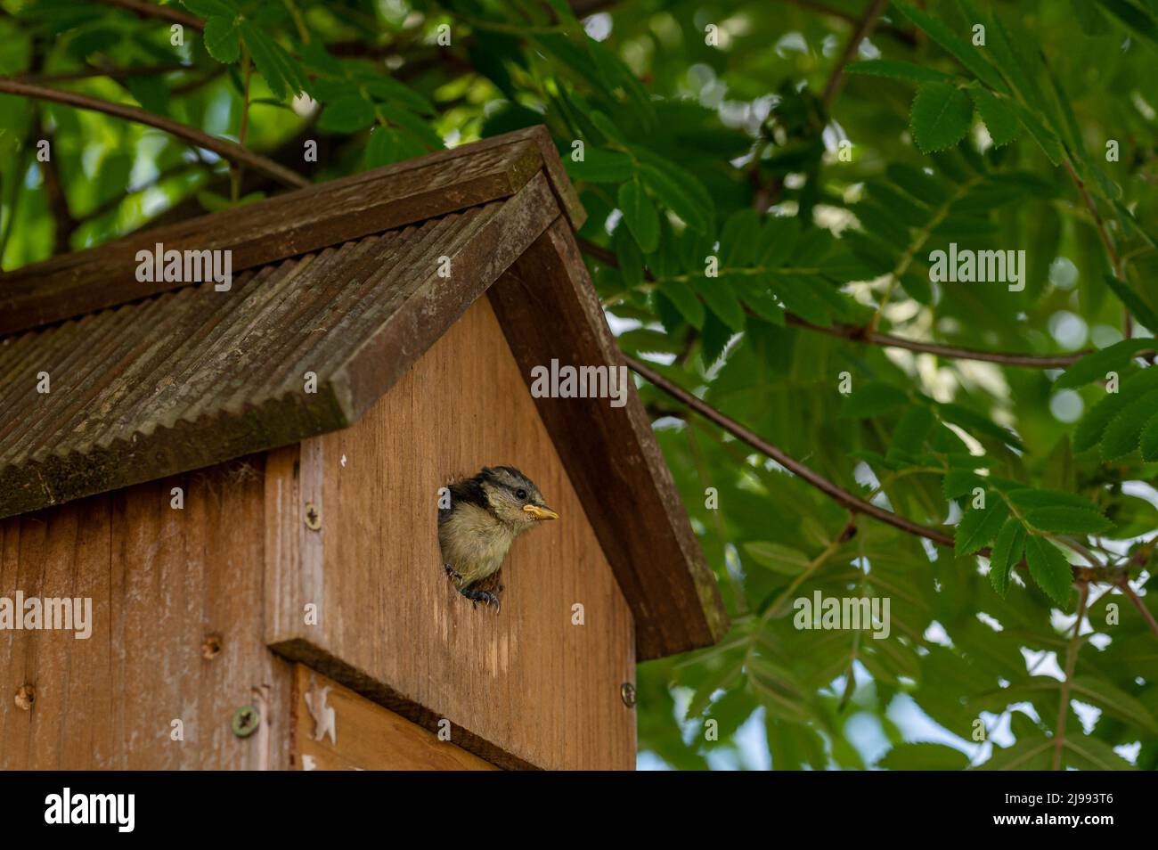 St Albans, Hertfordshire, UK. 21st May 2022. Juvenile bluetit bird,  cyanistes caeruleus, looking out of nest box at new surroundings. The  bluetit fledged less than an hour later, followed by four siblings