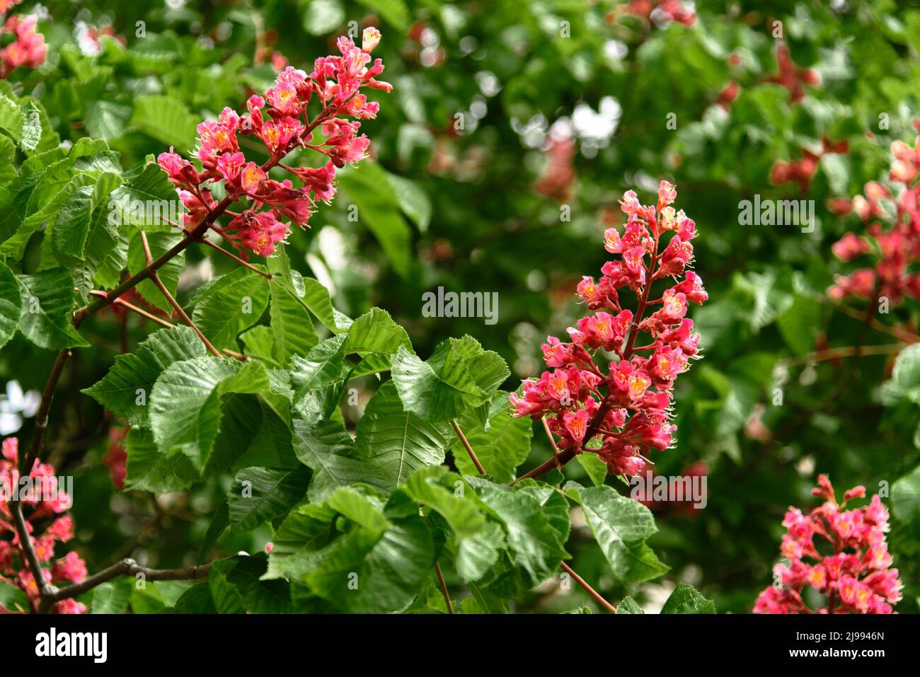 Blooming red horse-chestnut tree in spring sunlight. Selective focus Stock Photo