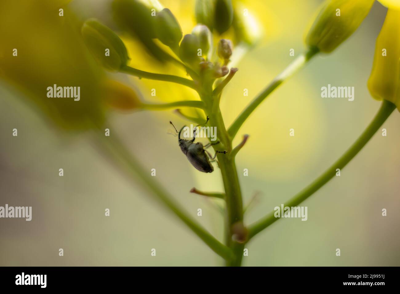 Macro photo of an ant. An ant crawls on a dandelion. Macro photo of insects. Stock Photo