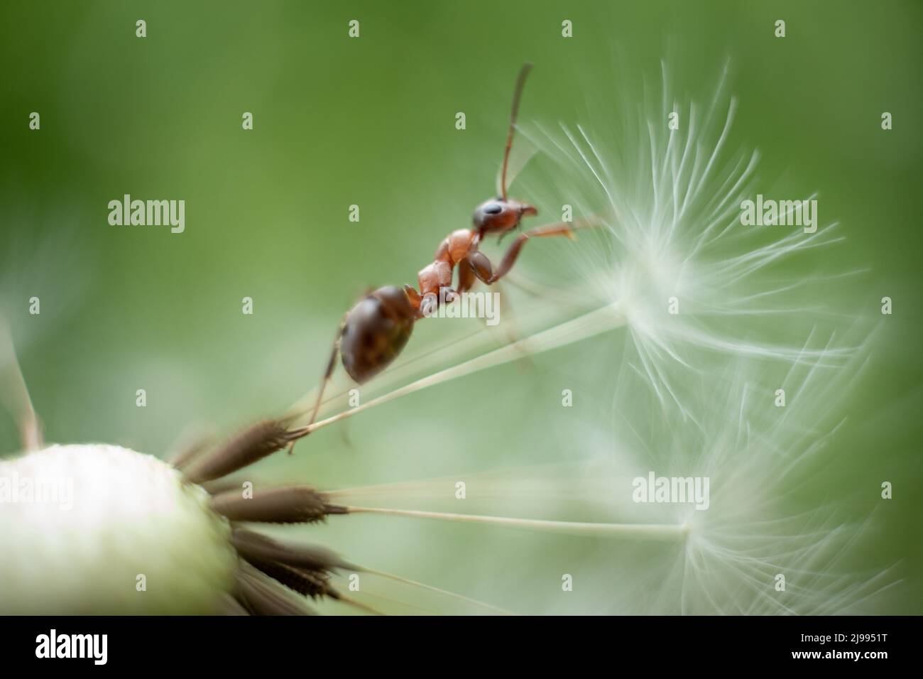 Macro photo of an ant. An ant crawls on a dandelion. Macro photo of ...