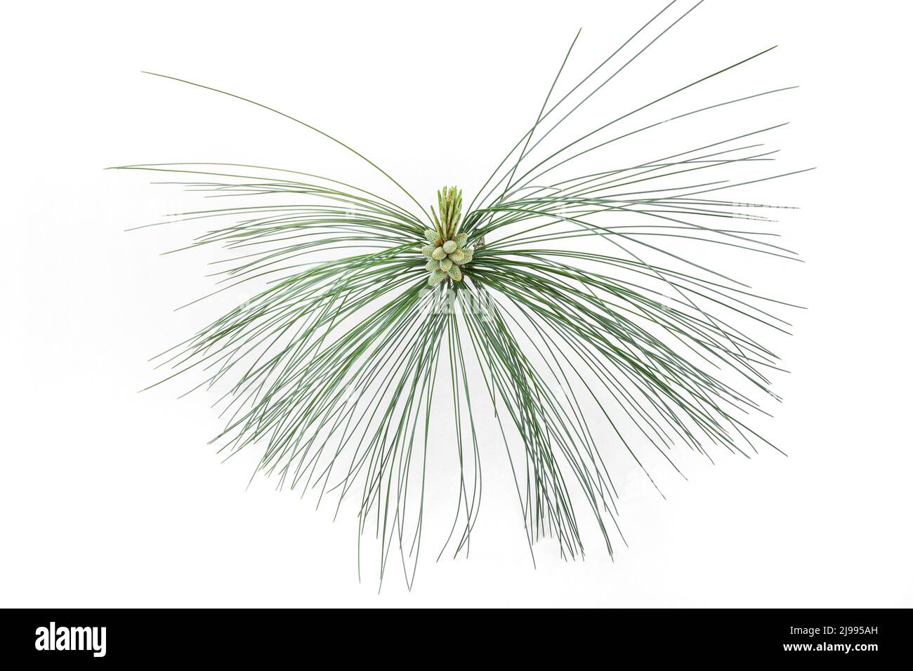 Pine branch with flowers containing pollen Stock Photo