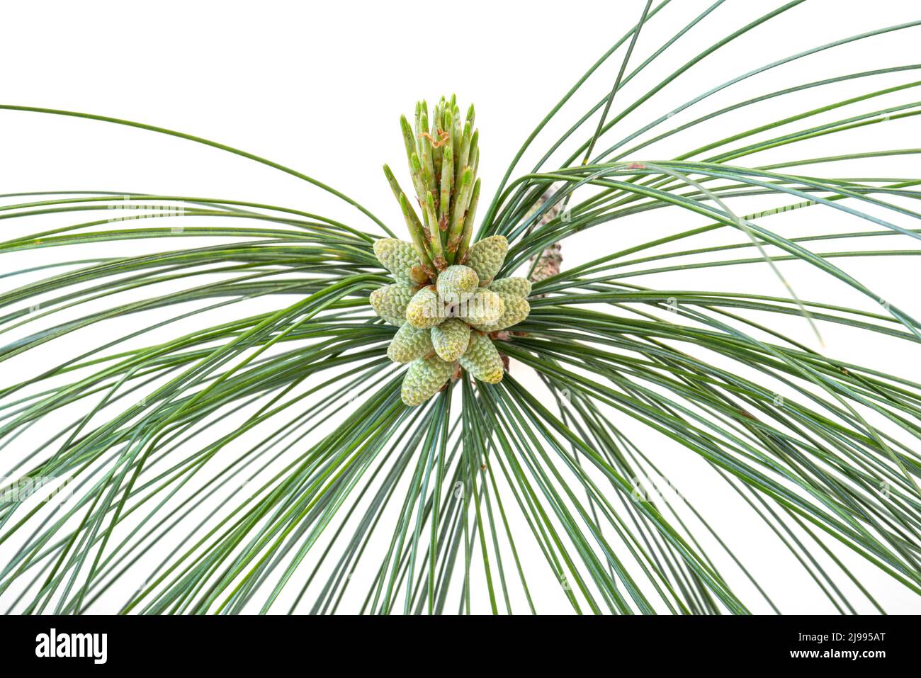 Pine branch with flowers containing pollen Stock Photo