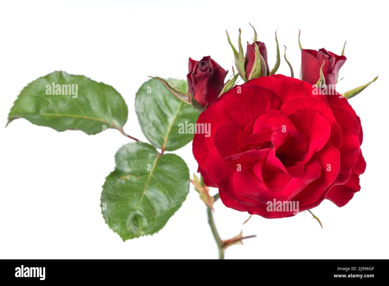 One red rose with buds and leaves isolated on white background Stock ...