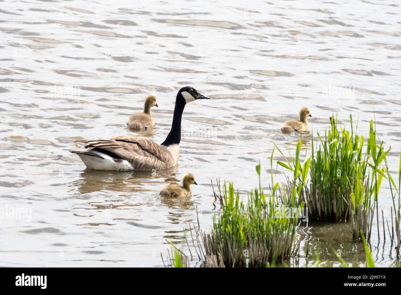 Canada goose, Branta canadensis, swimming with goslings on Freshwater Marsh at Titchwewll RSPB reserve. Stock Photo