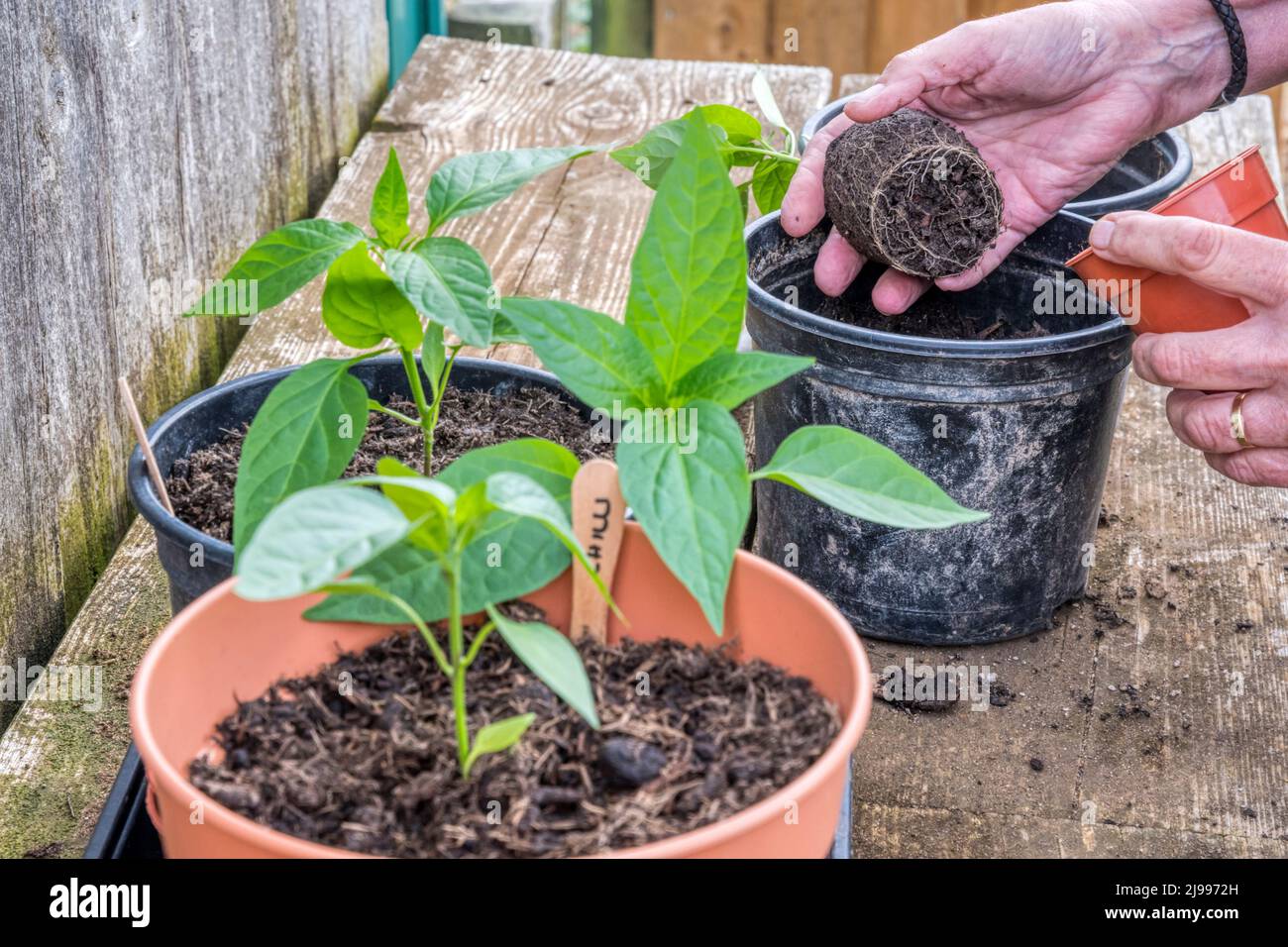 Woman potting up chilli plants on a potting bench in her vegetable garden. Stock Photo