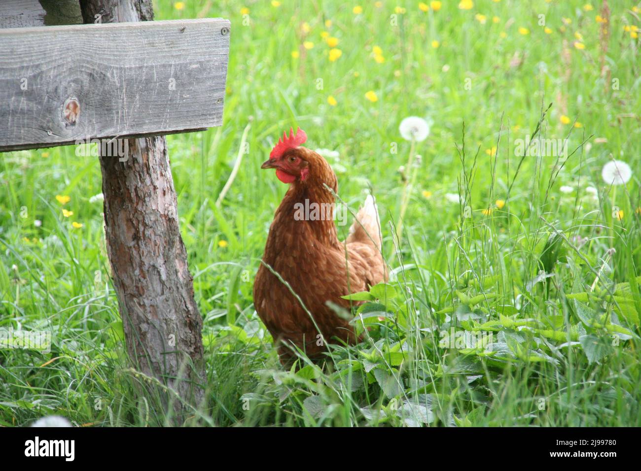 Beautiful small brown hen standing in an open field. Stock Photo