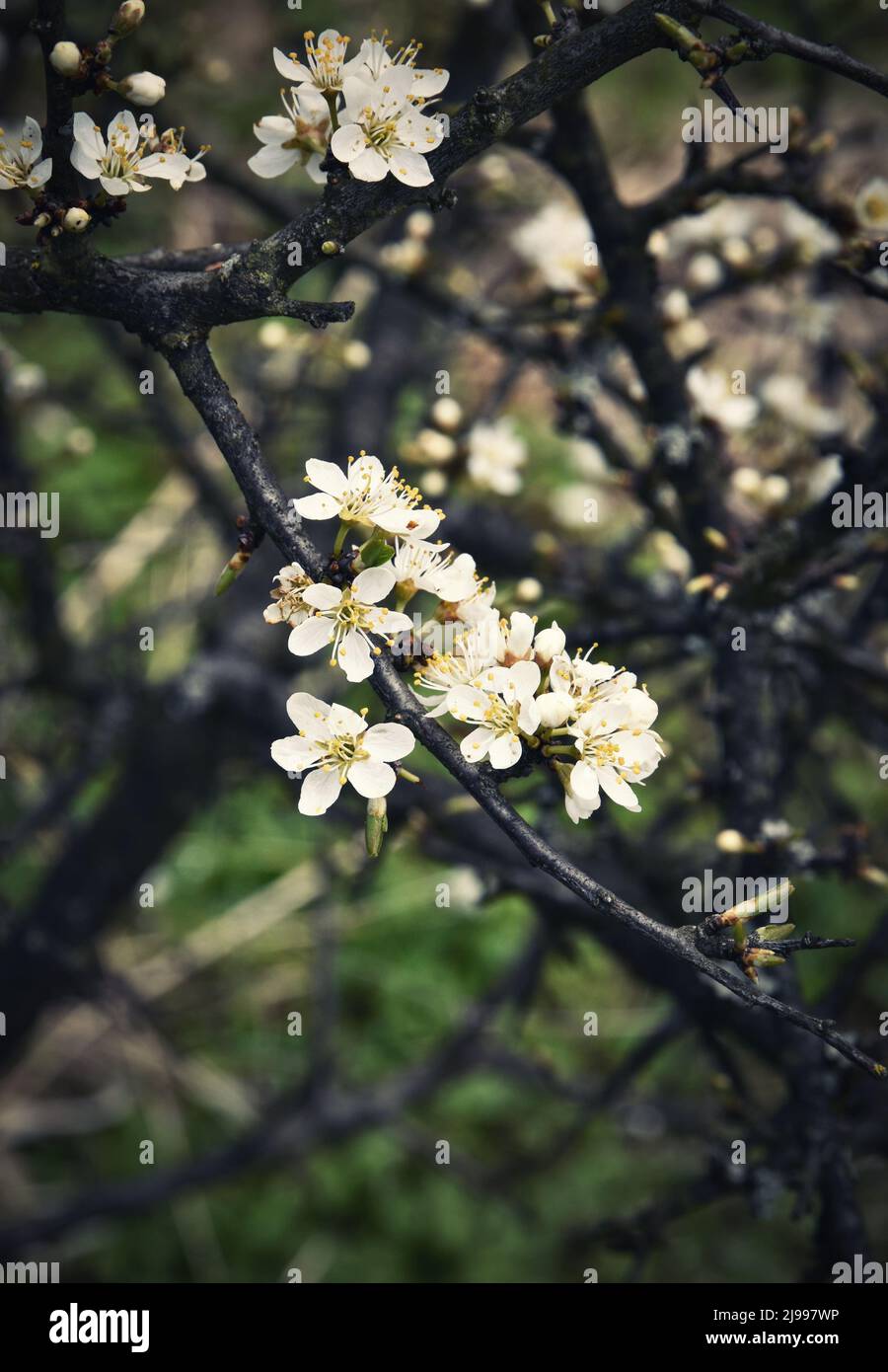 blackthorn family tree