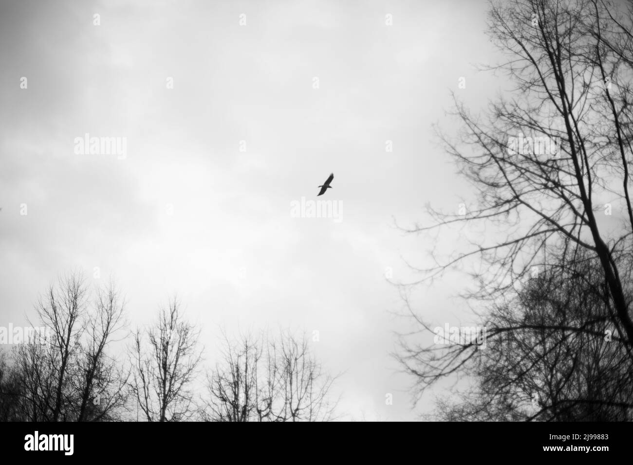 Raven flies in gray sky. Mystical bird of crows in flight. Gloomy celestial landscape with bird. Stock Photo