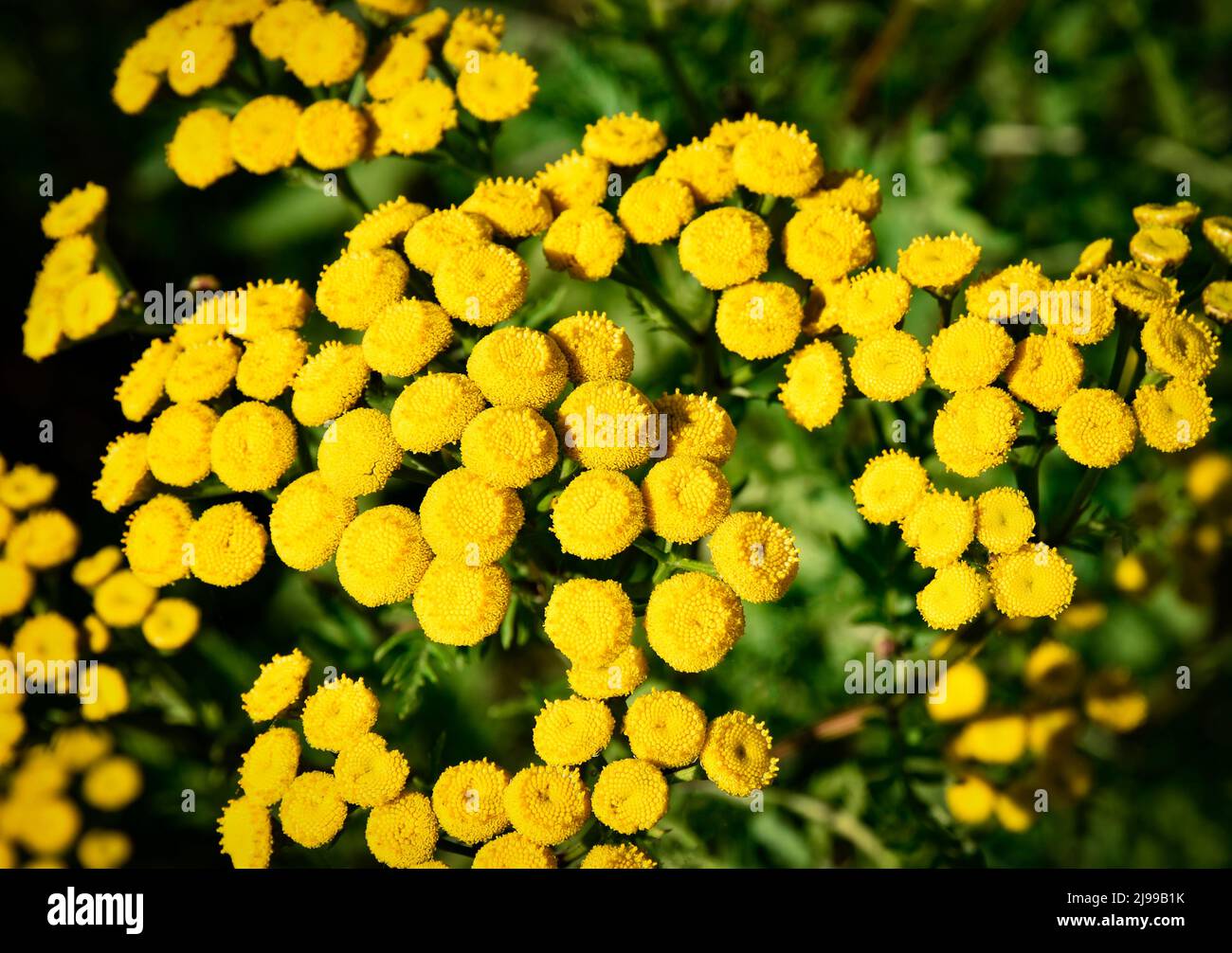 nature seasonal background Detail of flowers Tanacetum vulgare Stock Photo