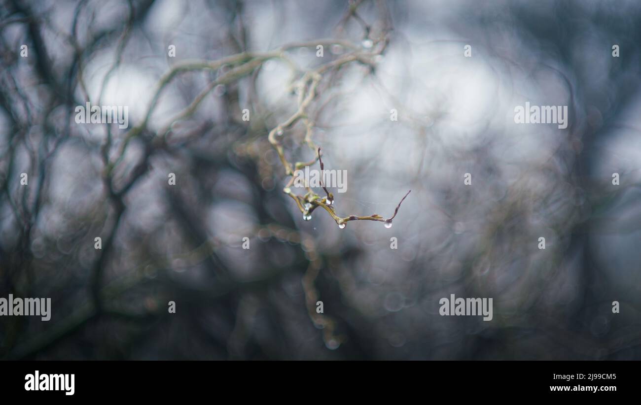 Tree branch with raindrops hi-res stock photography and images - Alamy