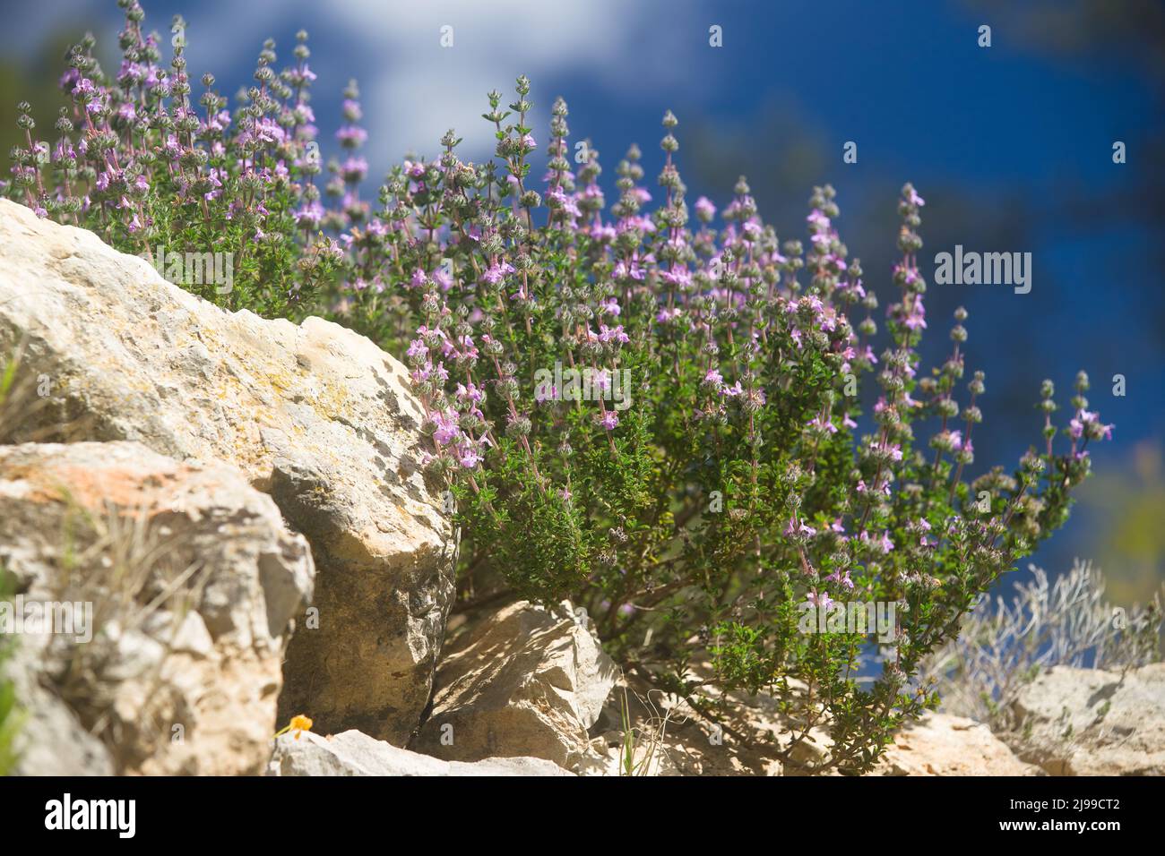 Satureja thymbra, savory of Crete in bloom in a  rock garden Stock Photo