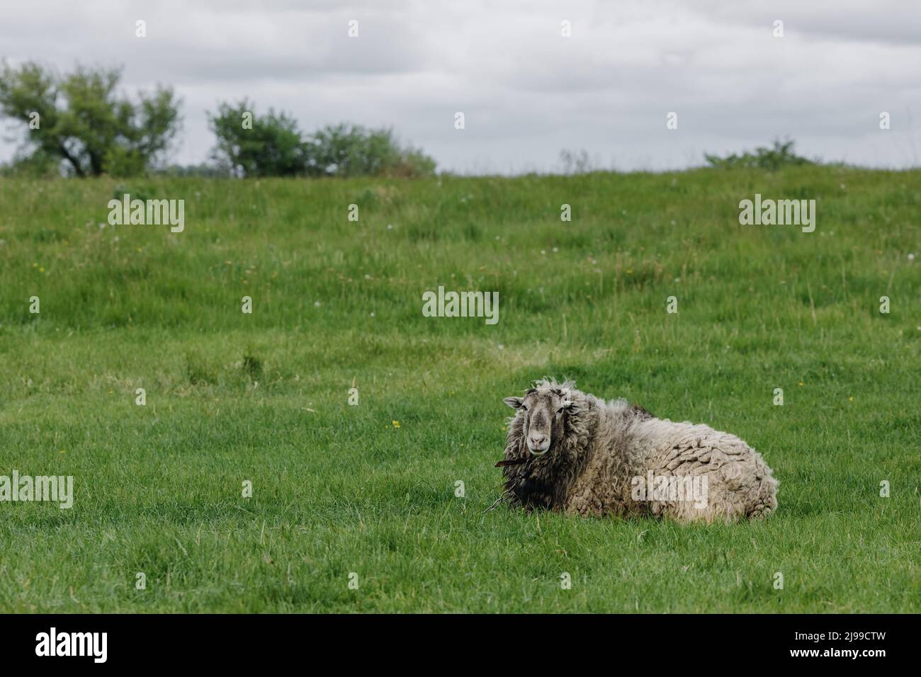 Woolly brown sheep hi-res stock photography and images - Alamy