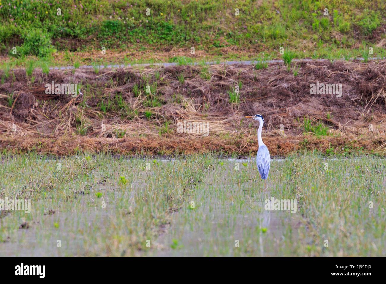 Grey heron extends it long neck while patiently fishing in flooded field Stock Photo