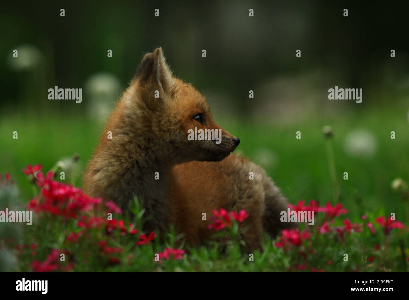 Red fox kit exploring out of its den in the backyard Stock Photo - Alamy
