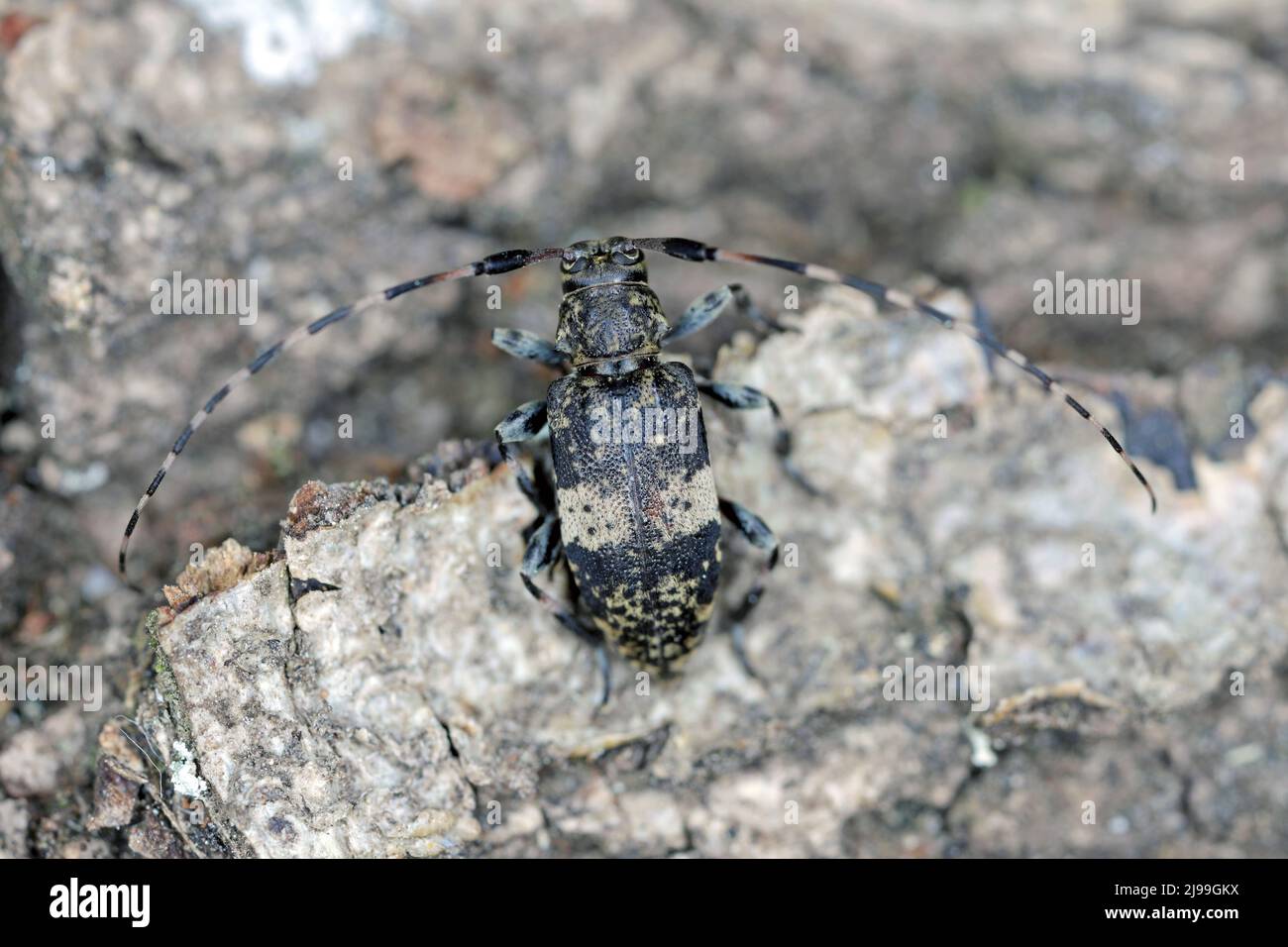 Black-clouded Longhorn Beetle Leiopus nebulosus adult resting on rotten timber Stock Photo
