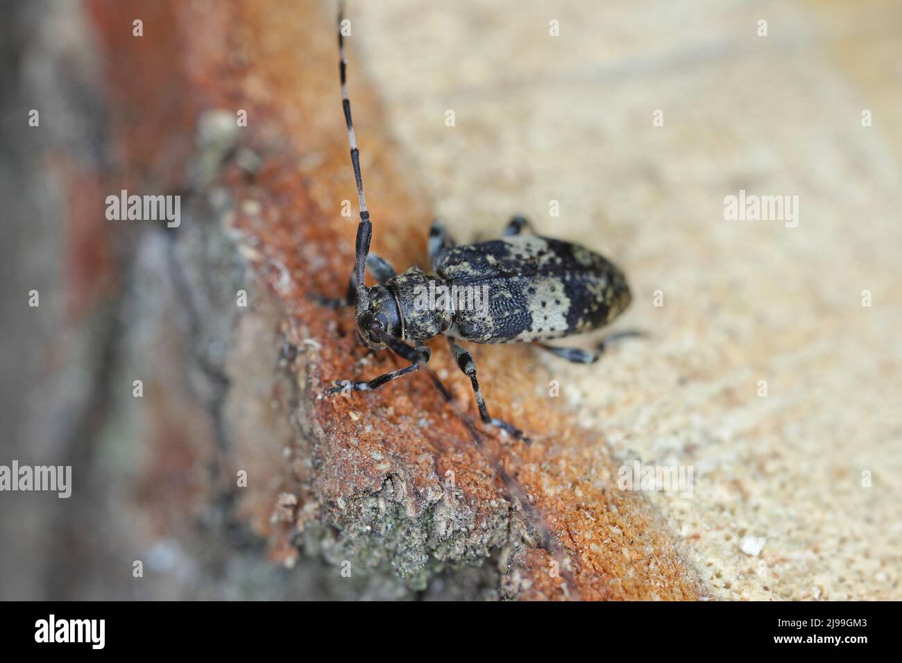 Black-clouded Longhorn Beetle Leiopus nebulosus adult resting on rotten timber Stock Photo