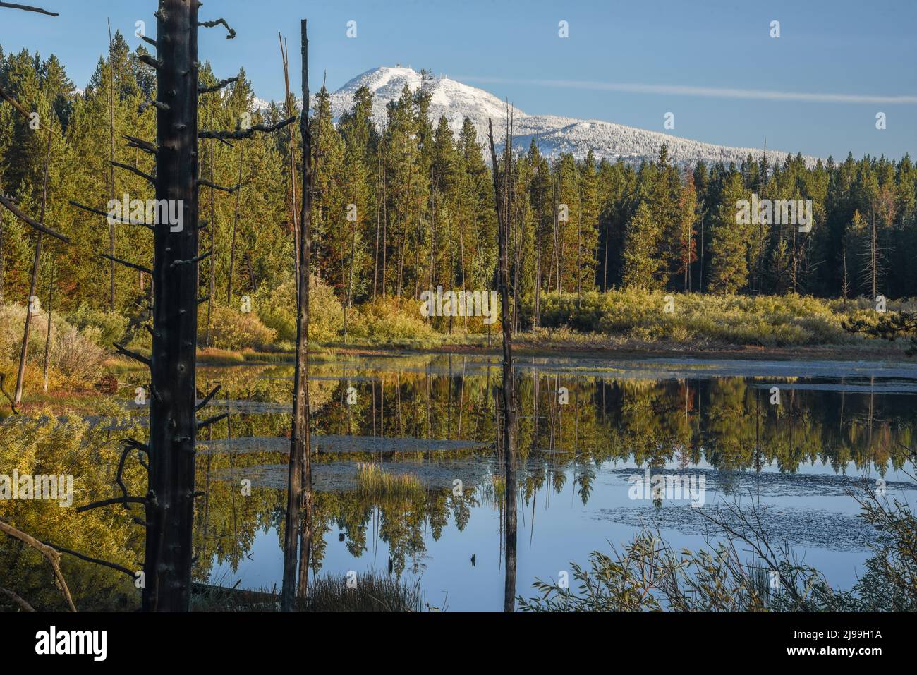 Elk island national park caribou hires stock photography and images