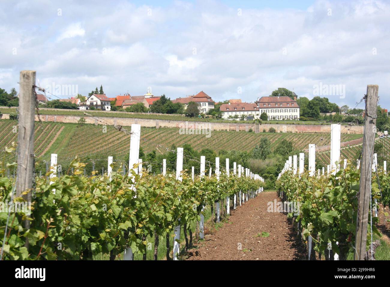 View of the brightly colored roofs of the old town of Herxheim am berg, Germany, from the surrounding vineyards. Stock Photo