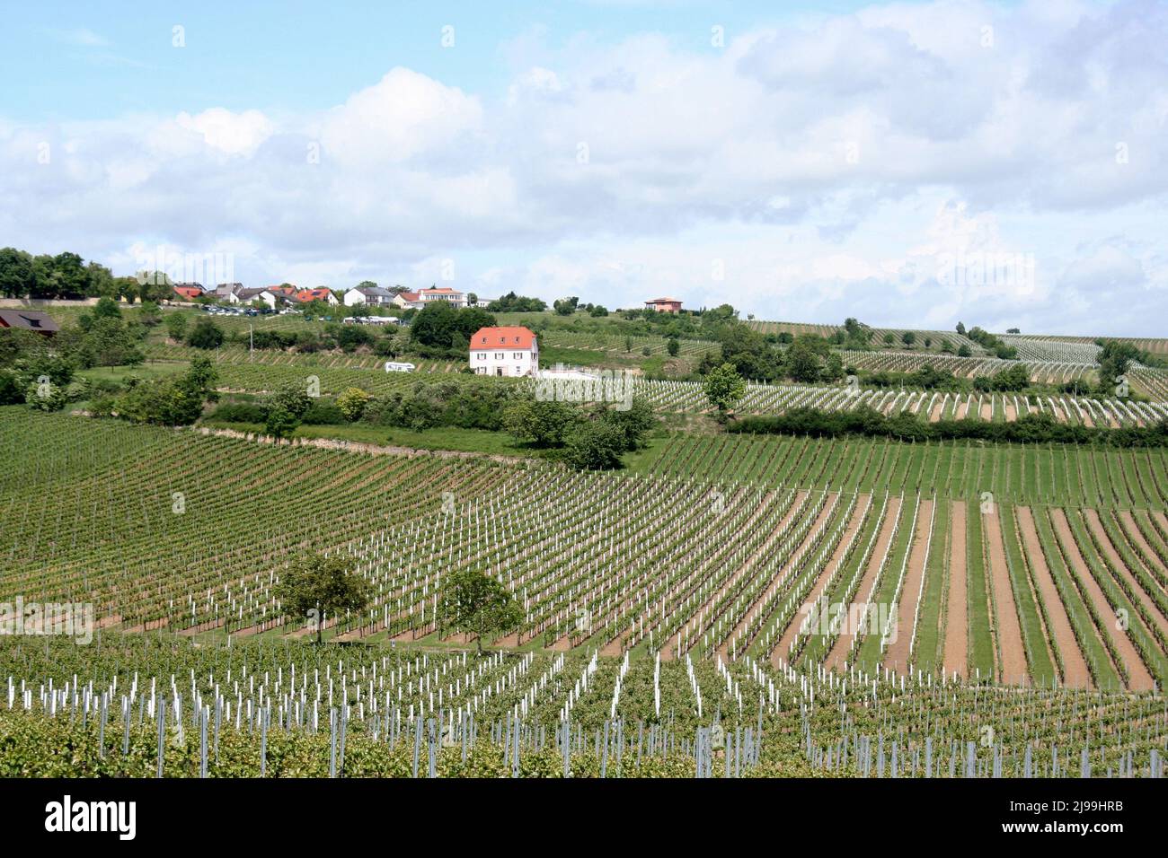 View of the brightly colored roofs of the old town of Herxheim am berg, Germany, from the surrounding vineyards. Stock Photo