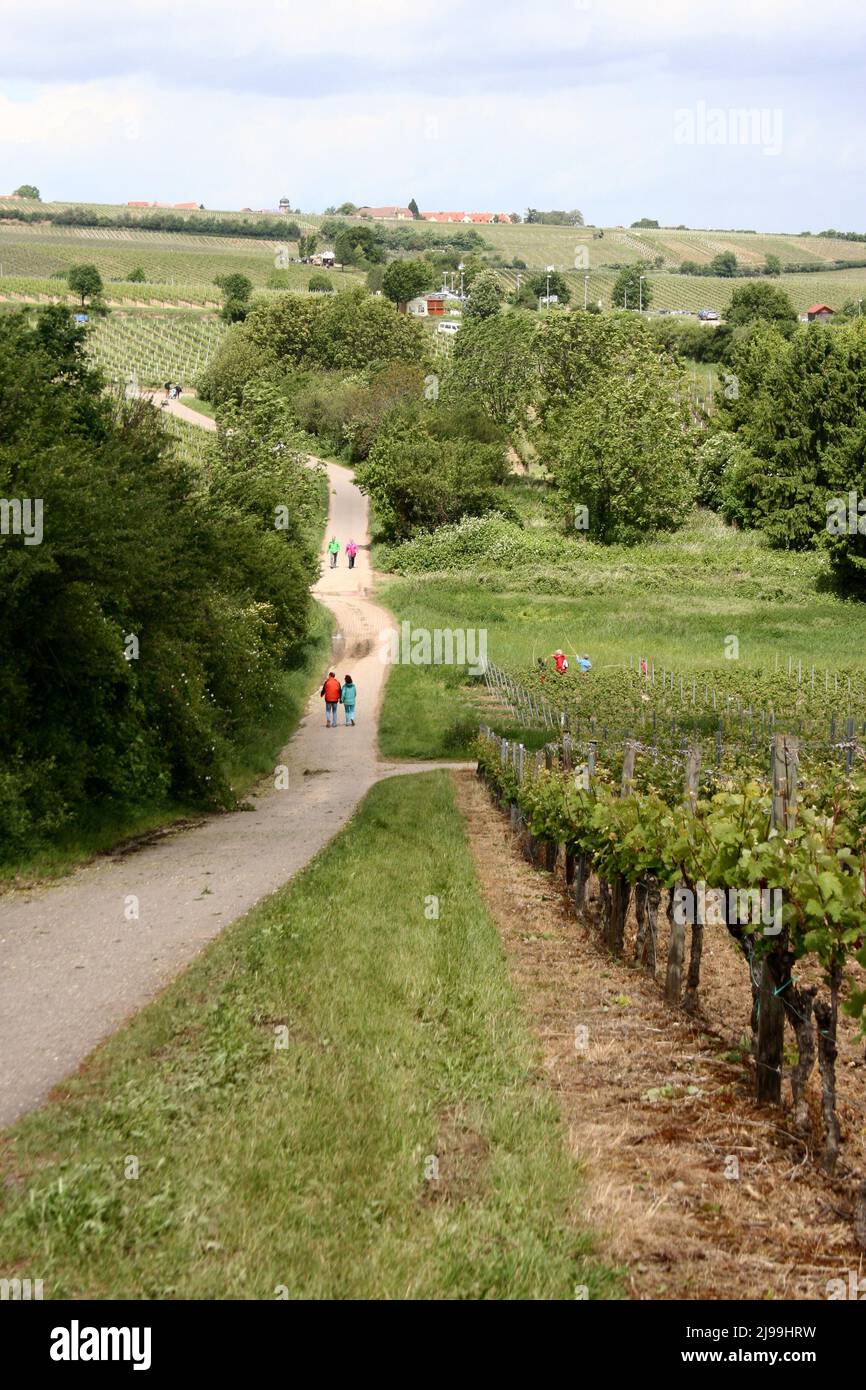 Herxheim am berg, Rheinland Pfalz, Germany - May 11, 2014: People stroll through the vineyards on a wine walk. Stock Photo