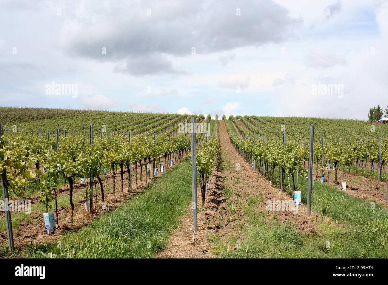 Gently sloping hill of vineyards, Herxheim am berg, Germany. Stock Photo