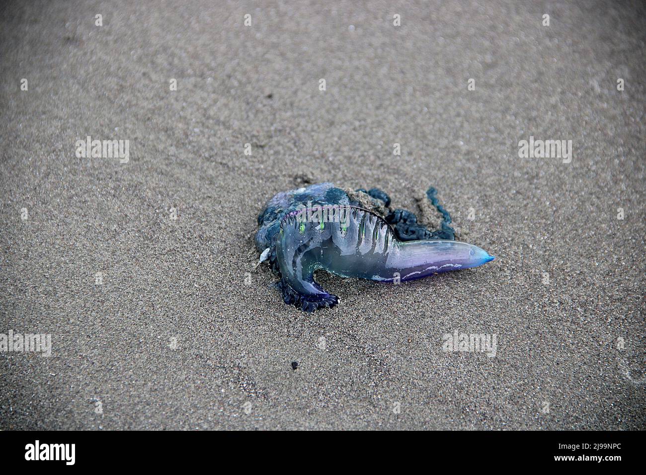 Beachcast Portuguese-man-o-war jellyfish (Physalia physalis Stock Photo ...
