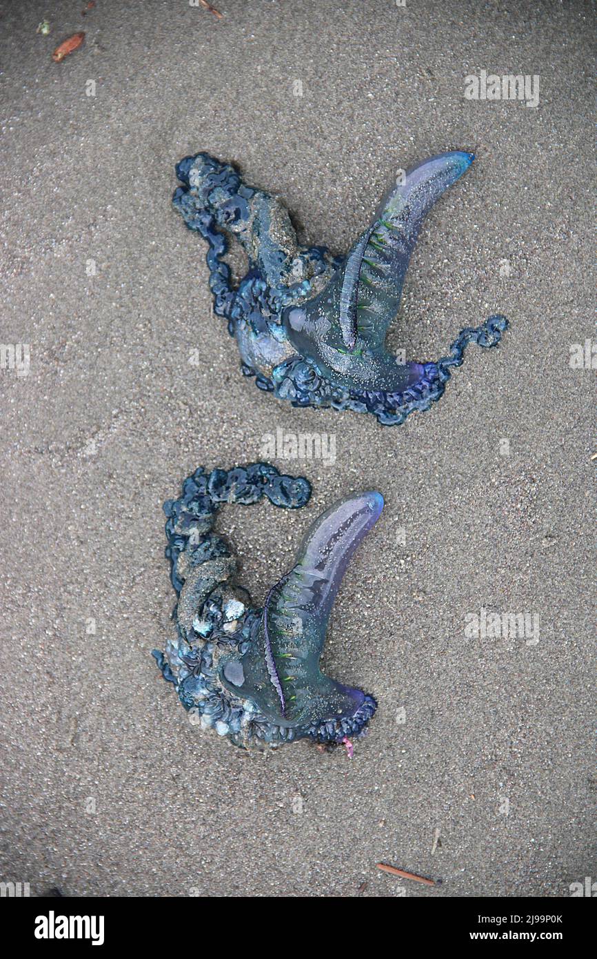 Beachcast Portuguese-man-o-war jellyfish (Physalia physalis Stock Photo ...
