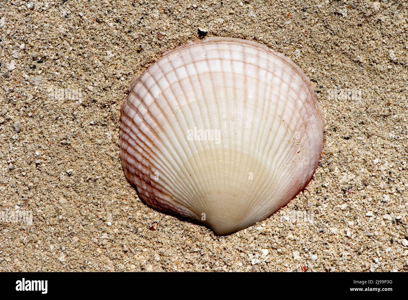 beautiful seashells washed up on the Maldives beach Stock Photo
