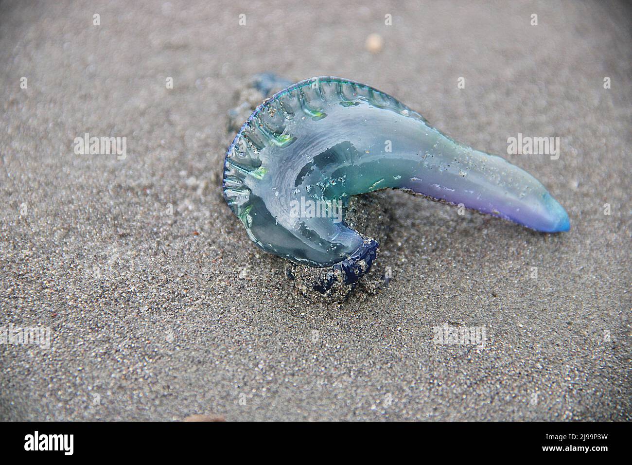 Beachcast Portuguese-man-o-war jellyfish (Physalia physalis Stock Photo ...