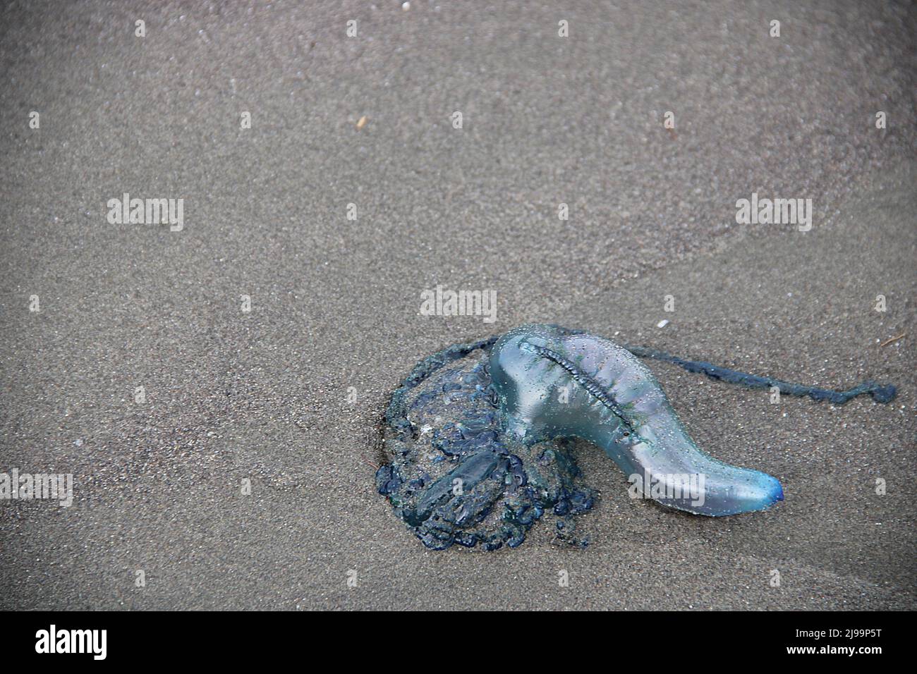Beachcast Portuguese-man-o-war jellyfish (Physalia physalis Stock Photo ...