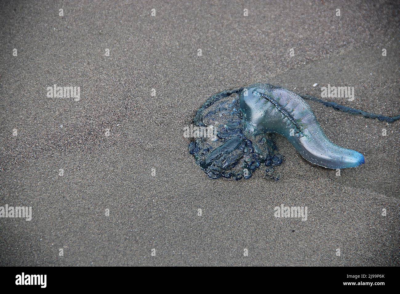 Beachcast Portuguese-man-o-war jellyfish (Physalia physalis Stock Photo ...