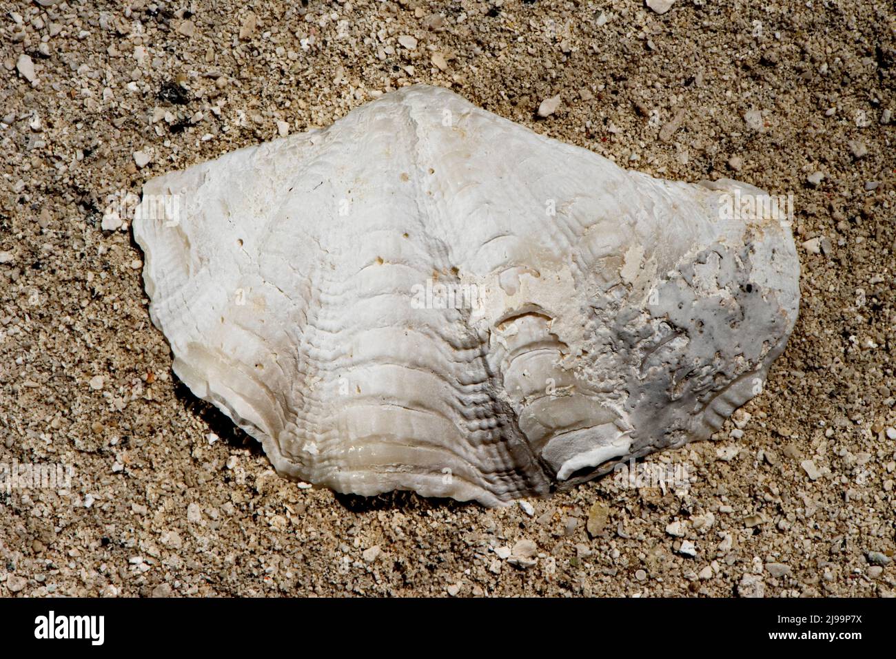 Indian Ocean Seashells,Schnecken braun/weiss im Holzkasten ca.17 Stck,NEU/OVP ! 