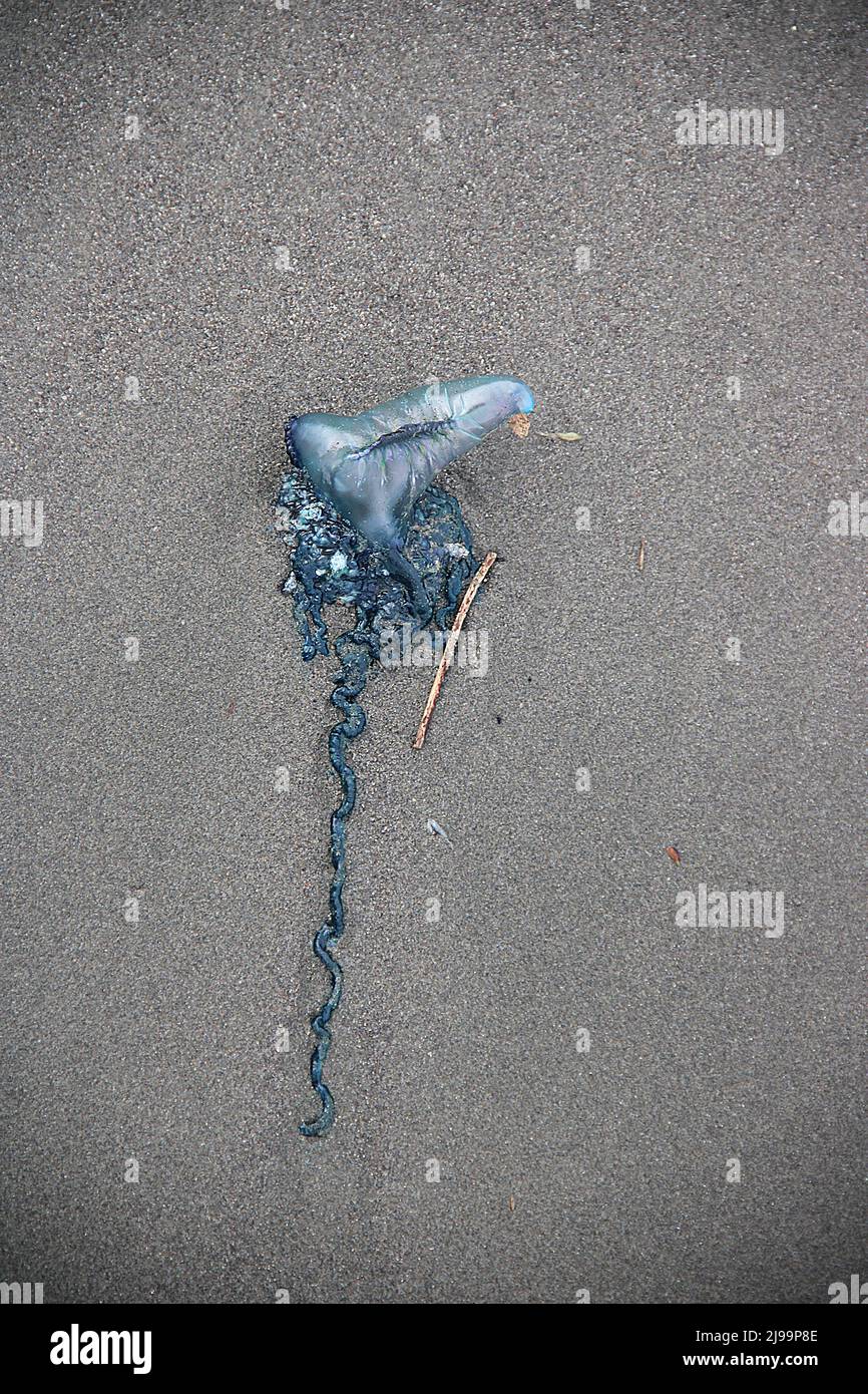 Beachcast Portuguese-man-o-war jellyfish (Physalia physalis Stock Photo ...