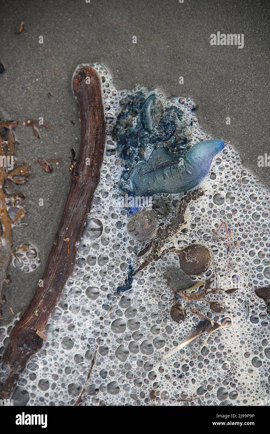 Beachcast Portuguese-man-o-war jellyfish (Physalia physalis Stock Photo ...