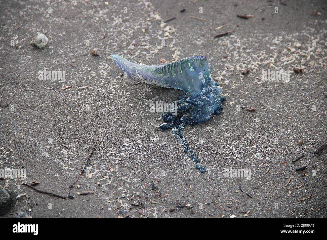 Beachcast Portuguese-man-o-war jellyfish (Physalia physalis Stock Photo ...