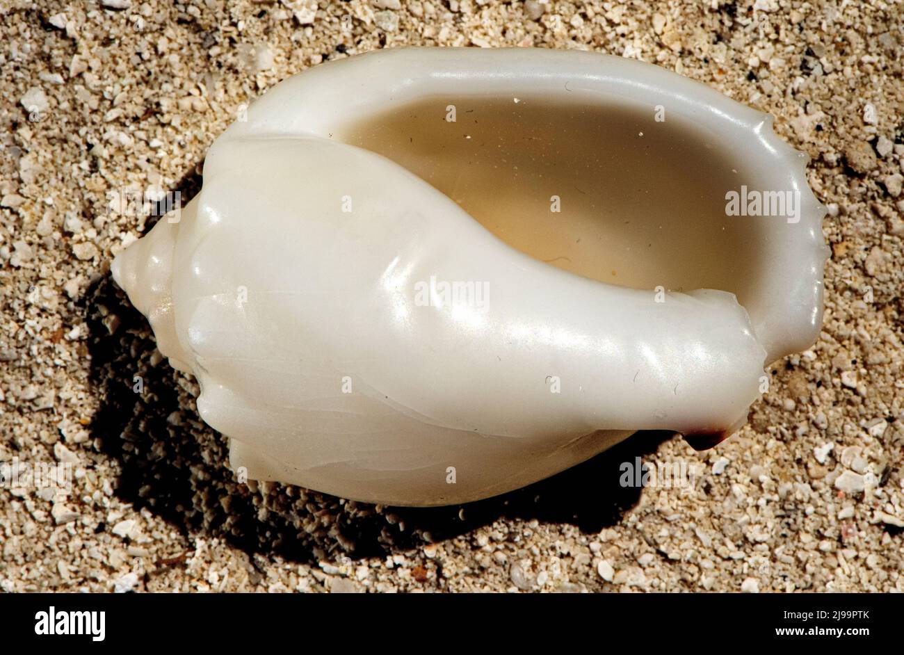 beautiful seashells washed up on the Maldives beach Stock Photo Alamy