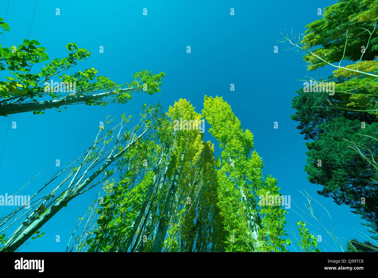 Retro effect trees towering skyward in autumn colors Stock Photo - Alamy
