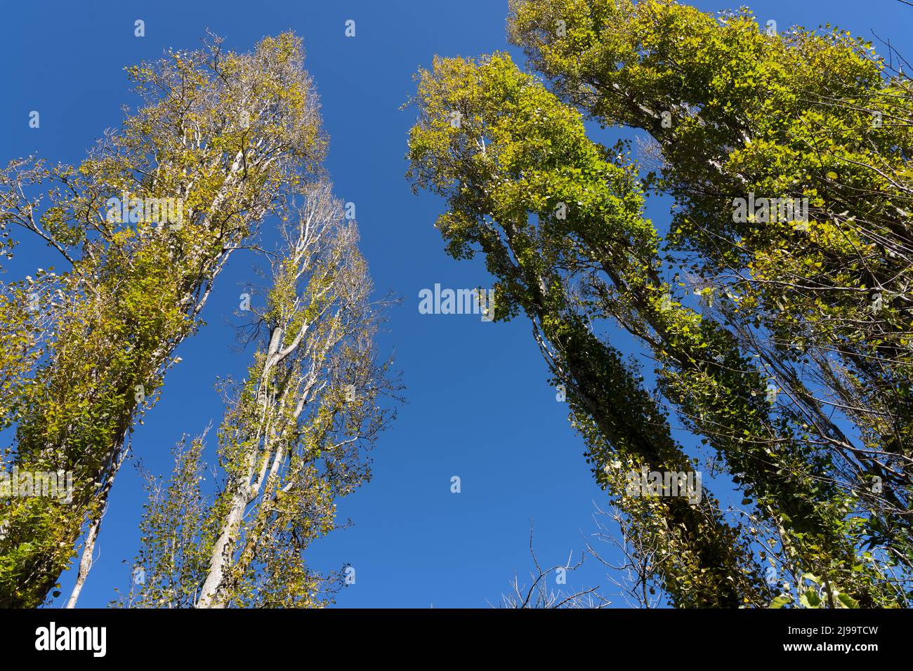 Towering autumn poplar trees changing leaves converging against blue sky Stock Photo Alamy