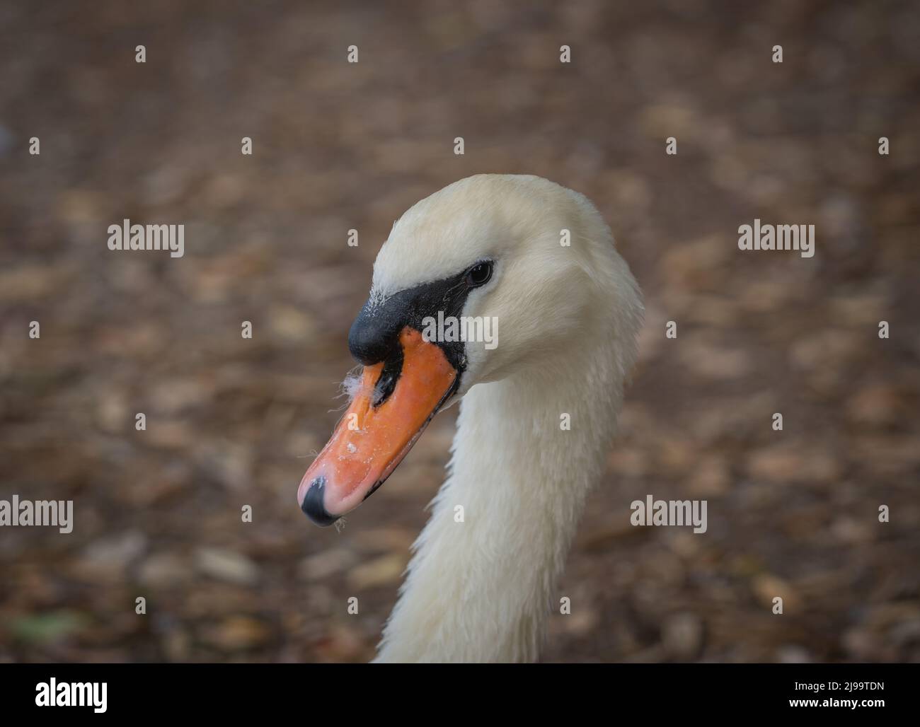 Portrait white mute swan sitting ob path around lake blocking the way