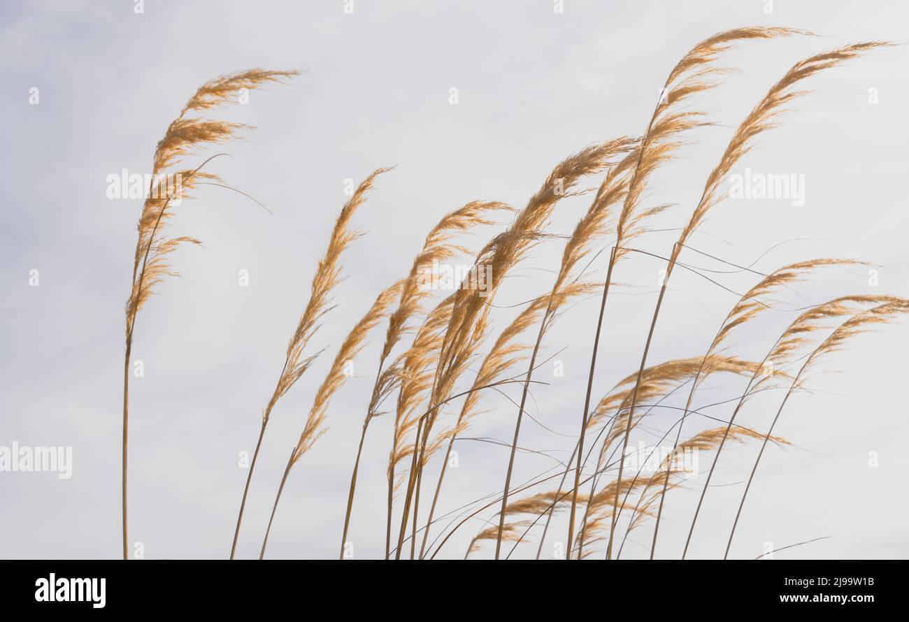 Feathery flowers or seed head of toe toe bending in breeze New Zealand