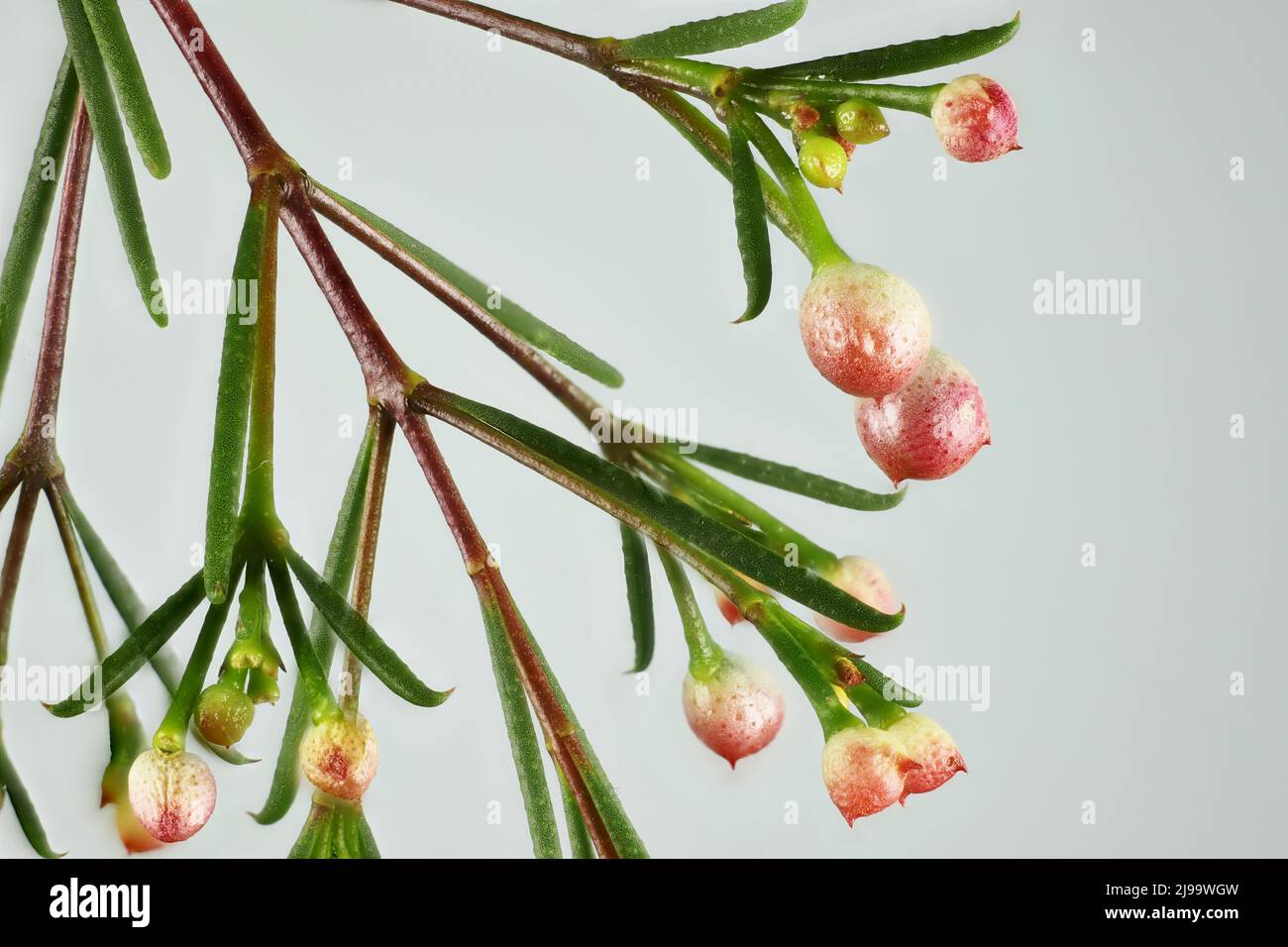 Geraldton Wax (Chamaelaucium uncinatum) in bud. Australian native plant. Stock Photo