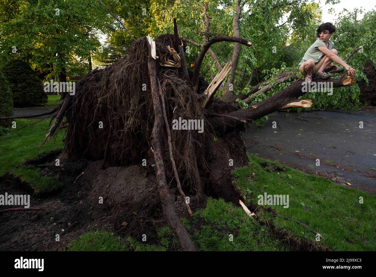 Sophia B., 9, climbs the roots of a tree that were unearthed after the ...