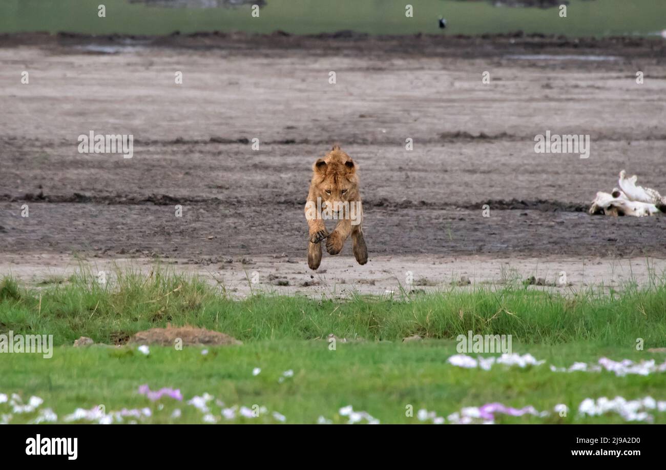 Lion in Ngorongoro Crater, Tanzania Stock Photo