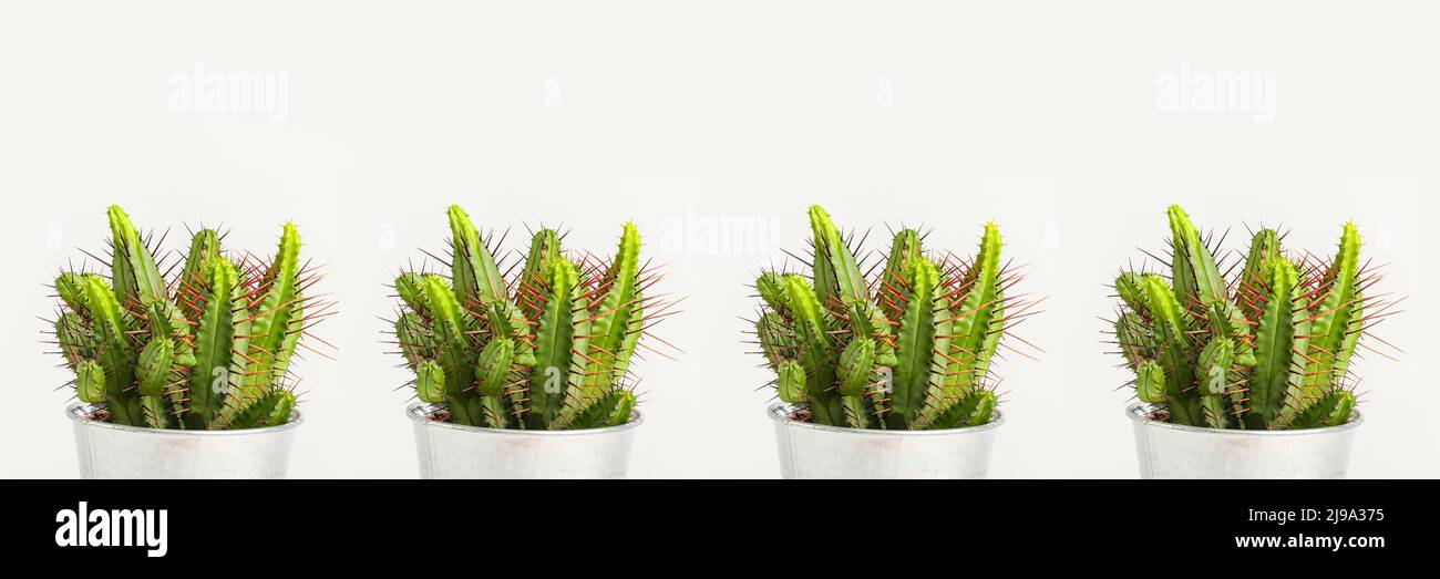 Green cacti on white background Stock Photo - Alamy