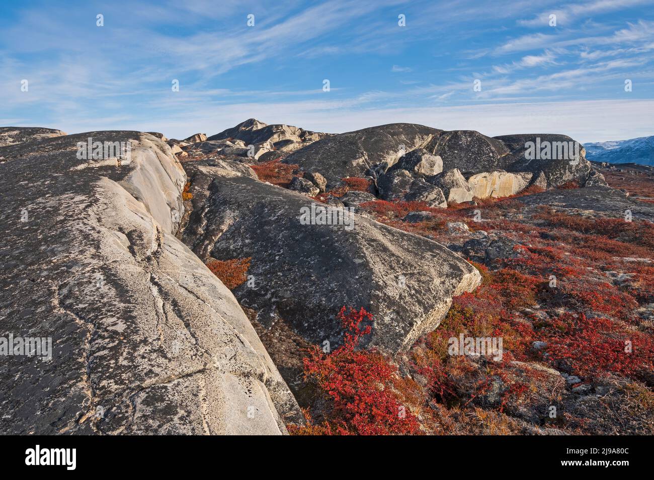 Bare Rock and Fall Colors in the Arctic Near Eqip Sermia in Greenland Stock Photo
